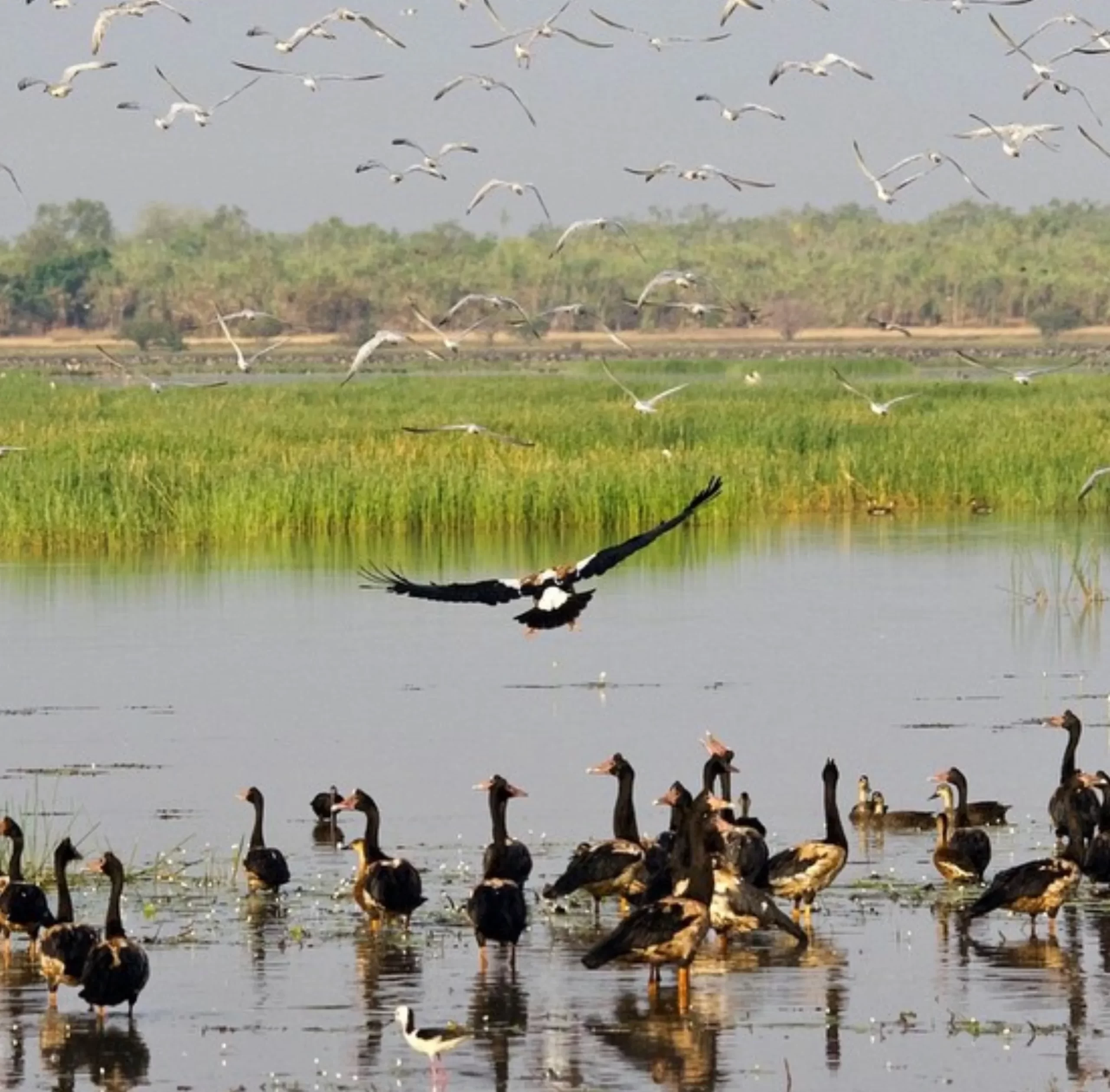 Birdlife, Mamukala Observatory