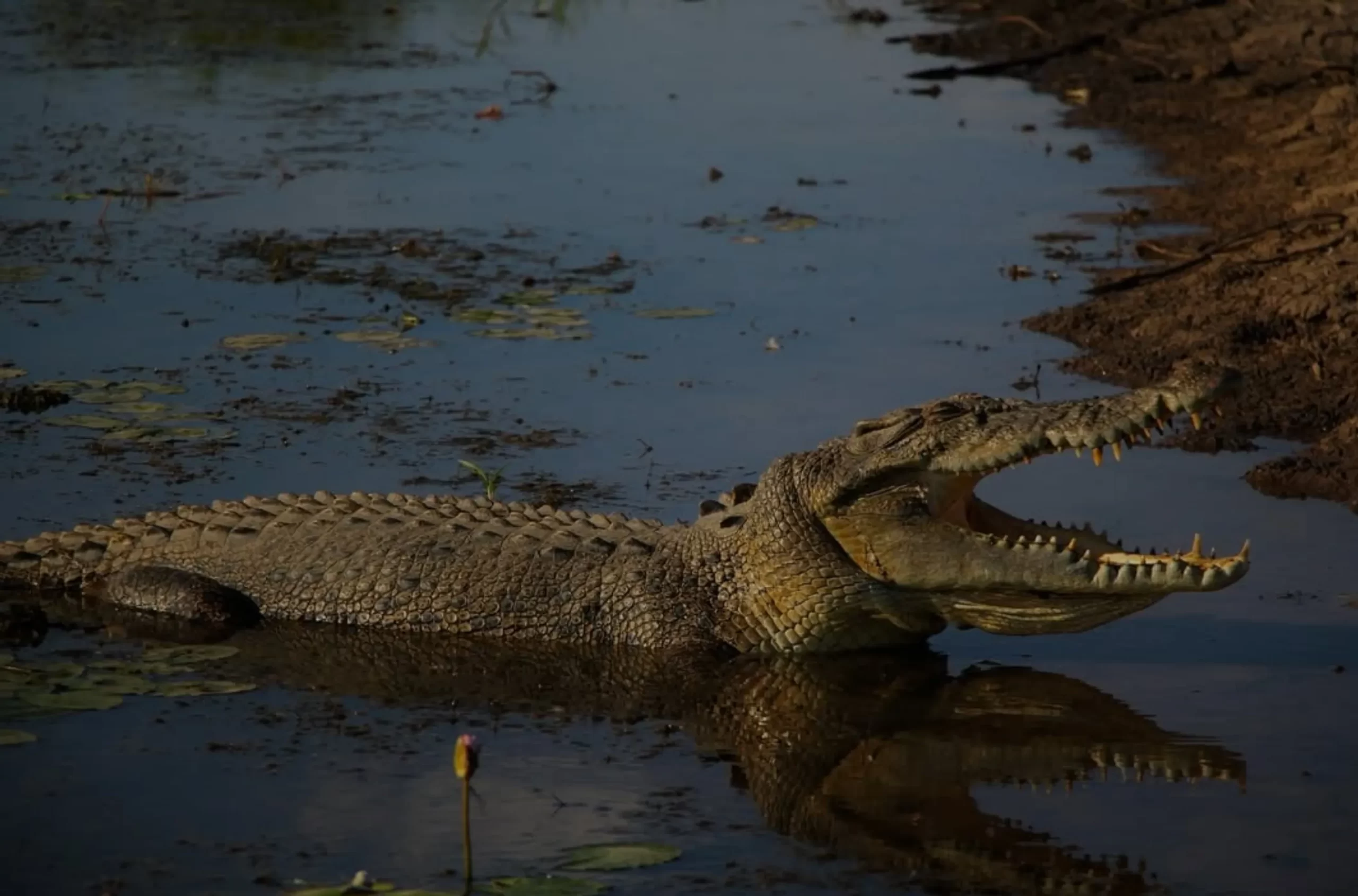 Wildlife, Kakadu National Park